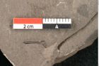 Foto (Detailansicht) von Plantae indet.  (NHMW-GEO-2024-0188-11442)